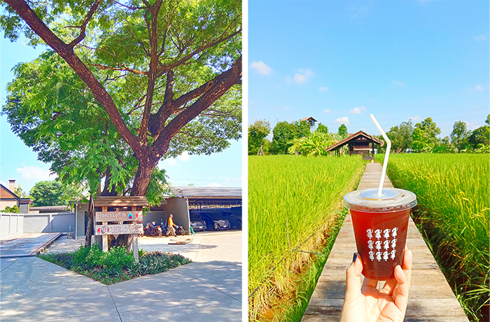 154.7coffee garden