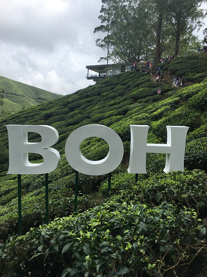 BOHの茶畑