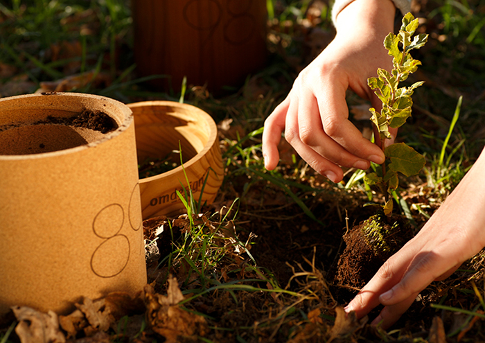 どんぐりが発芽した苗は土に植えるよう推奨