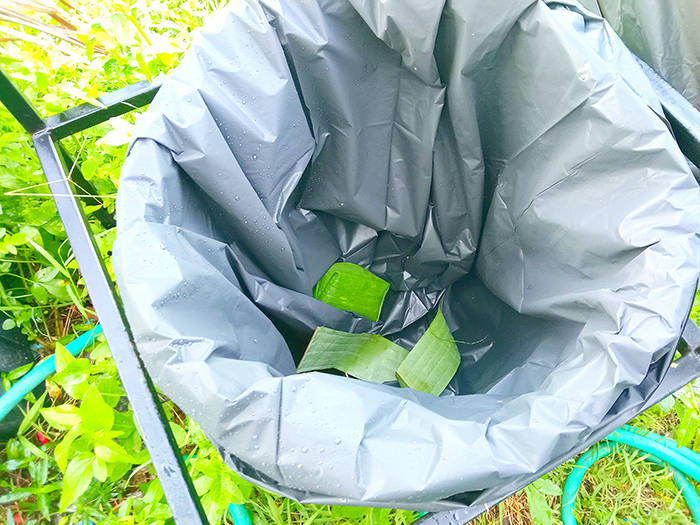 ごみ箱に捨てられたバナナの葉