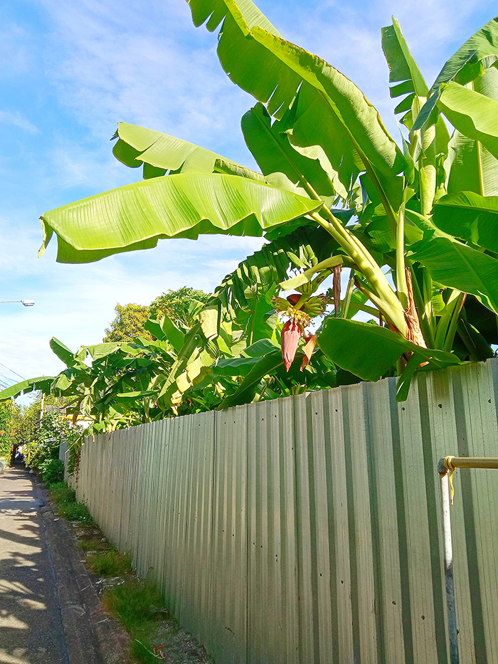 タイのバナナの木