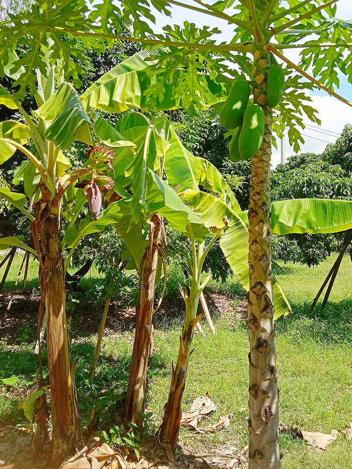 タイのバナナの花の蕾